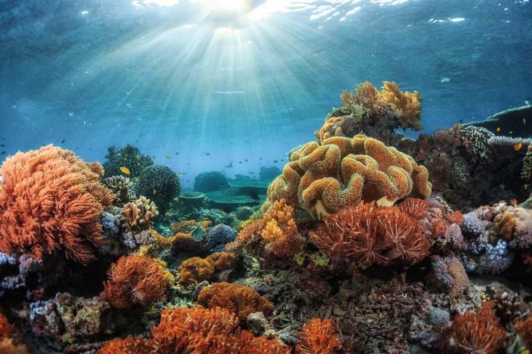 Marine Habitats, Part III: Life In A Coral Reef Community - Dive Training  Magazine | Scuba Diving Skills, Gear, Education