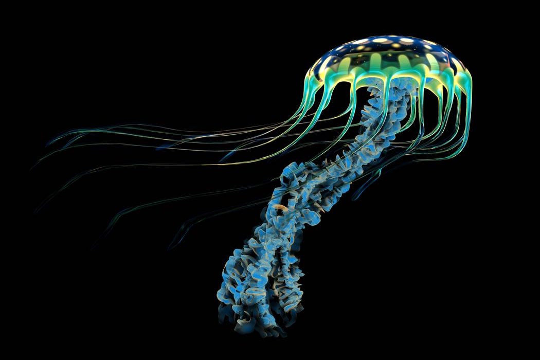 Cnidarians - jellyfish