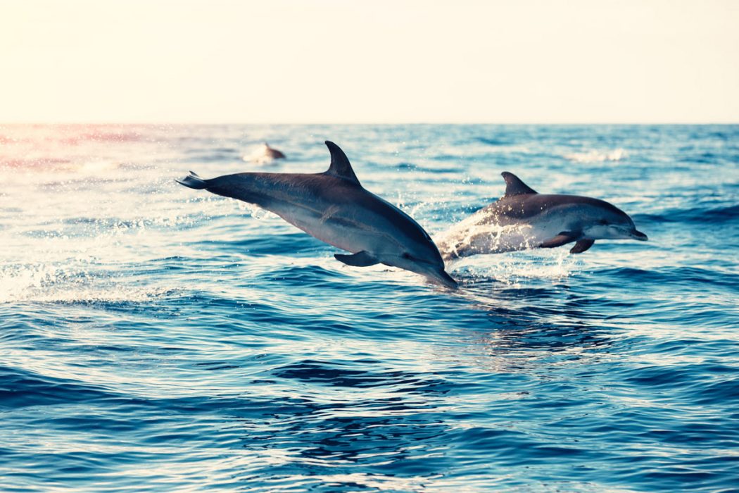 marine mammals - dolphins