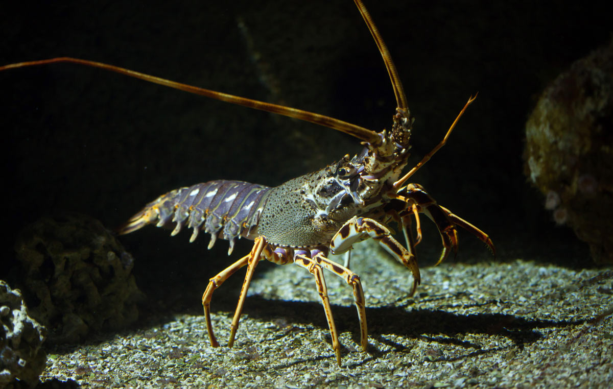 Spiny lobsters are key component of south Florida marine ecosystem, Media  Library