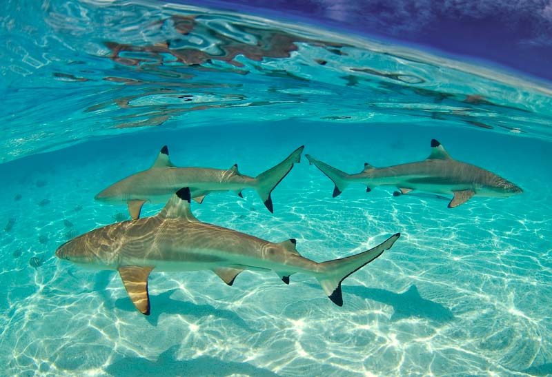 black tip reef shark