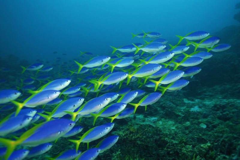 underwater ocean fish