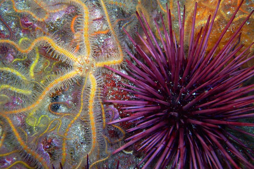 Echinoderms: Sea Stars, Crinoids, Brittle Stars, Basket Stars, Sea  Cucumbers, Sea Urchins And Sand Dollars - Dive Training Magazine | Scuba  Diving Skills, Gear, Education