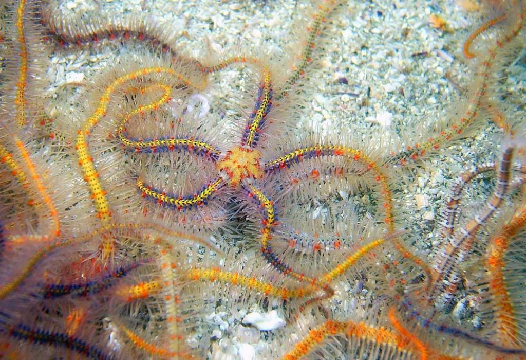 brittle stars