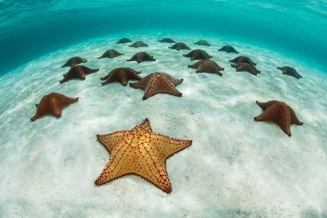 Sea Stars: Jewels Of The Seashore And The Reefs - Dive Training