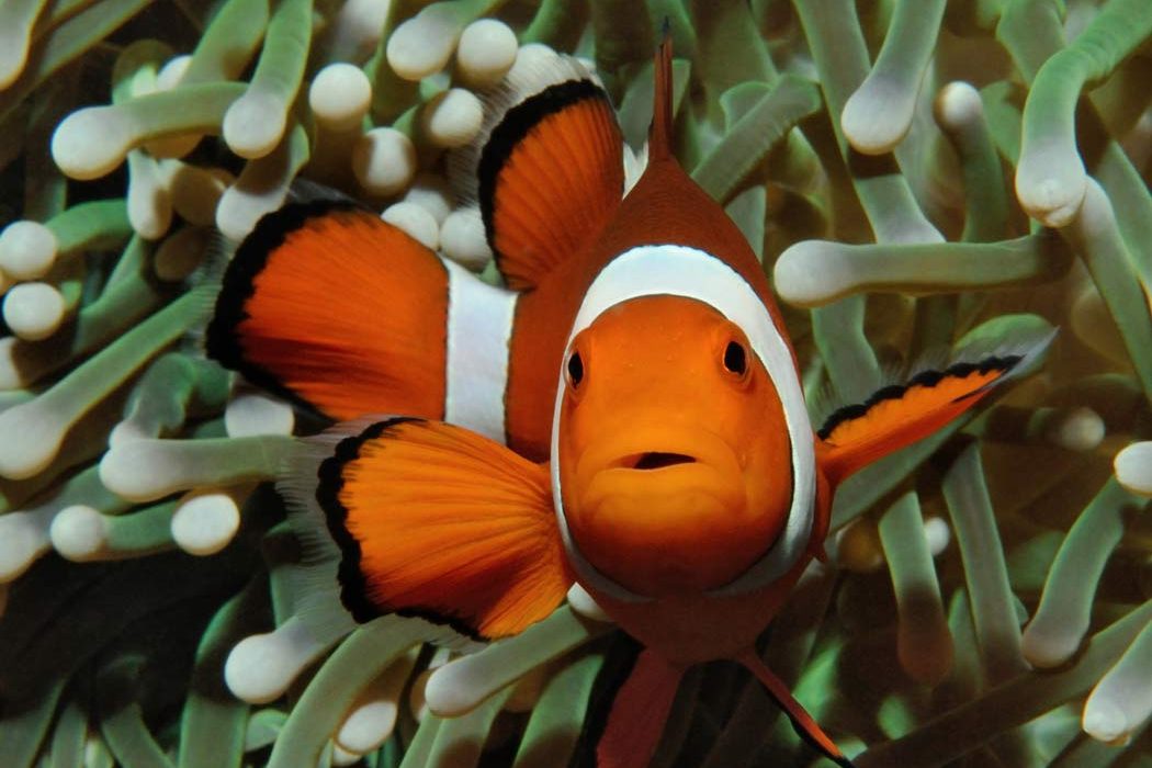 clownfish - invasive species