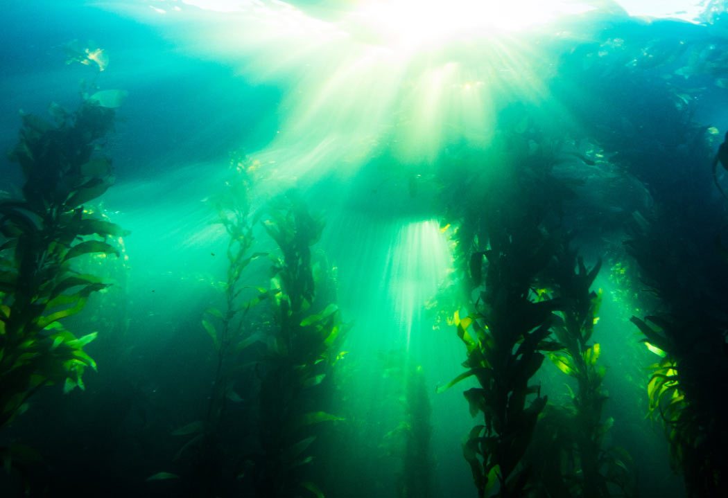 Plant, Animal Or Algae? Discovering The Mysteries Of California's Kelp  Forests - Dive Training Magazine | Scuba Diving Skills, Gear, Education