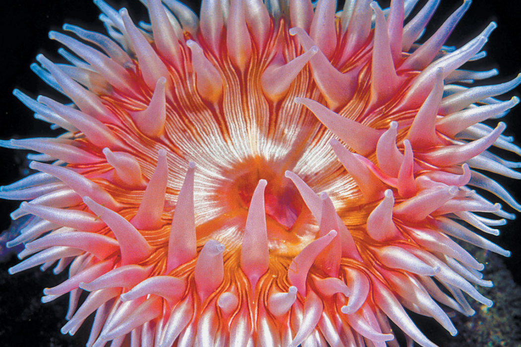 Tentacalizing' - A Look At Anemones - Dive Training Magazine