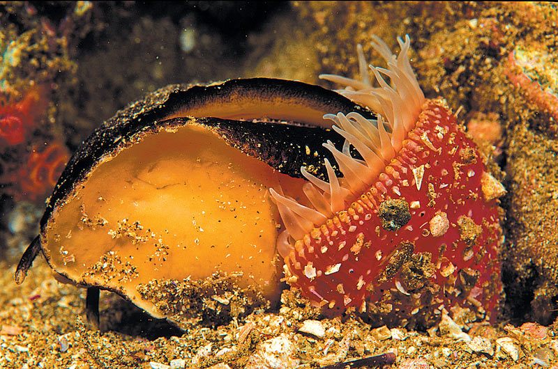anemone eating mollusk