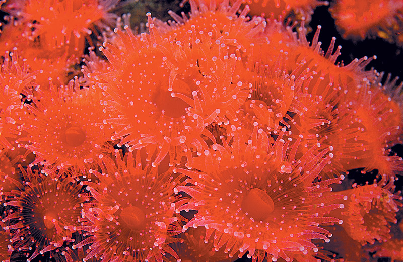 orange ball anemone