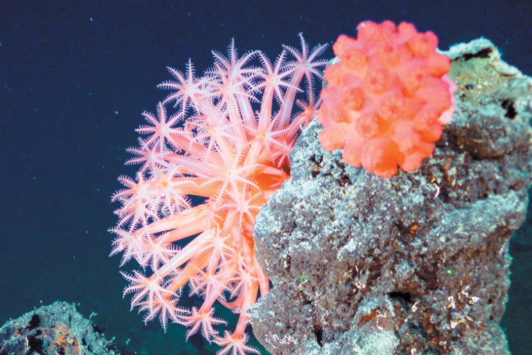 deep sea soft coral