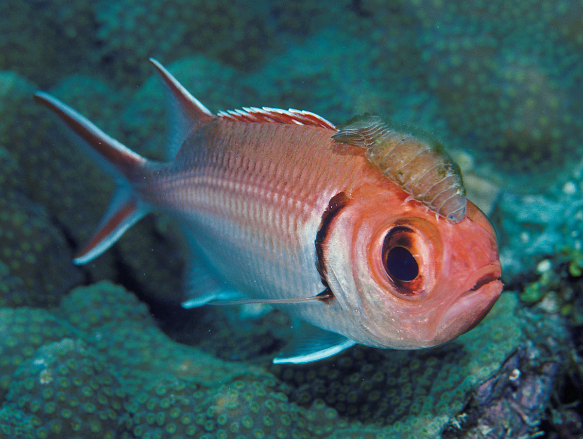 isopod and blackbar soldierfish