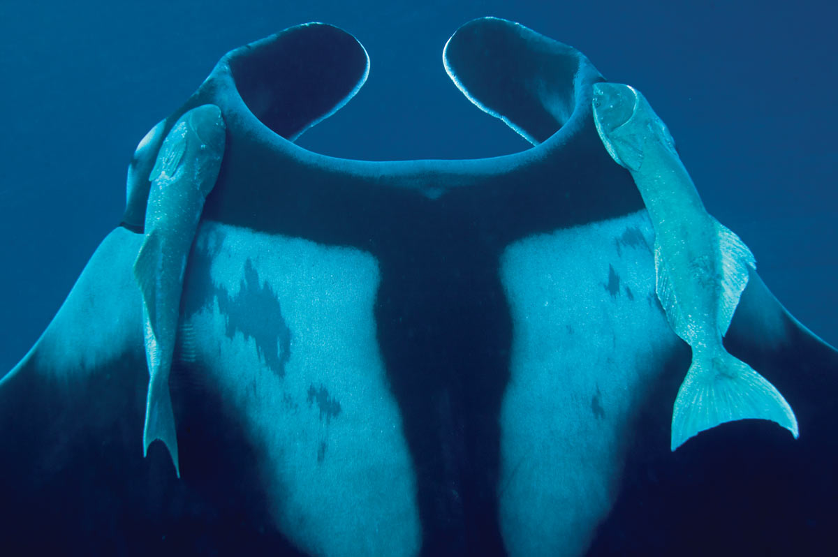 remora and manta ray