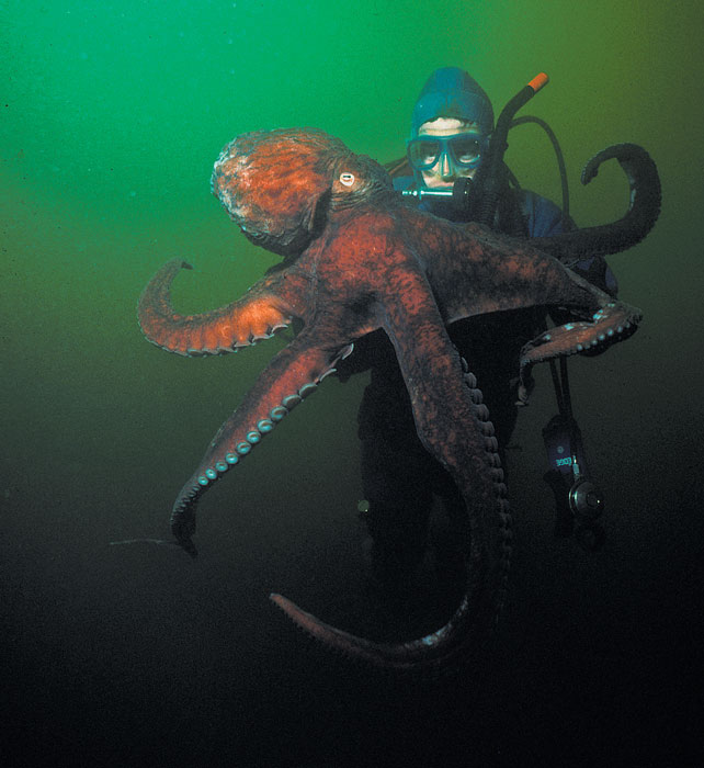 giant Pacific octopus