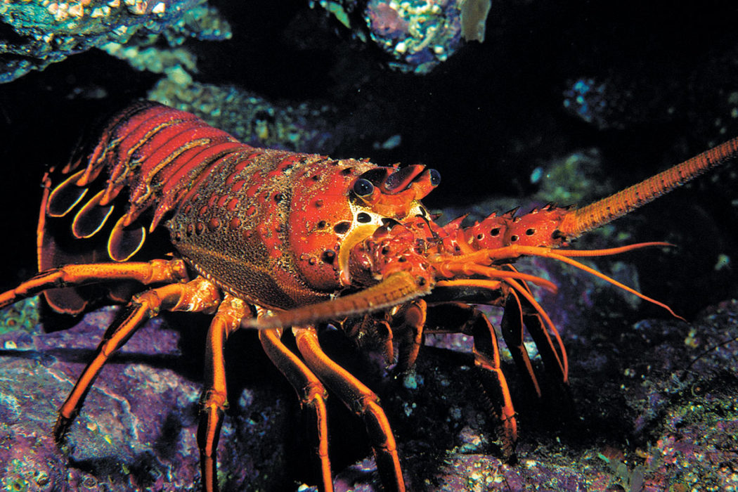 Spiny, Slipper, Regal And Rock: The Secret Lives Of Lobsters - Dive  Training Magazine