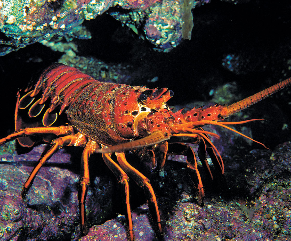 Couscous krullen verdamping Spiny, Slipper, Regal And Rock: The Secret Lives Of Lobsters - Dive  Training Magazine | Scuba Diving Skills, Gear, Education