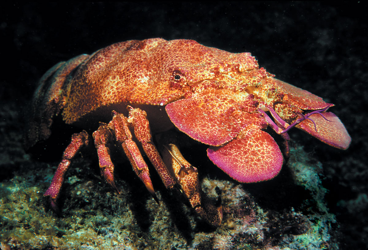 Bärenkrebsschwänze - Mediterranean Slipper Lobster Tail / roh / Wildfang /  Westlicher Pazifischer Ozean / 3 Stück / Gewicht (200 - 250g) : Amazon.de:  Lebensmittel & Getränke