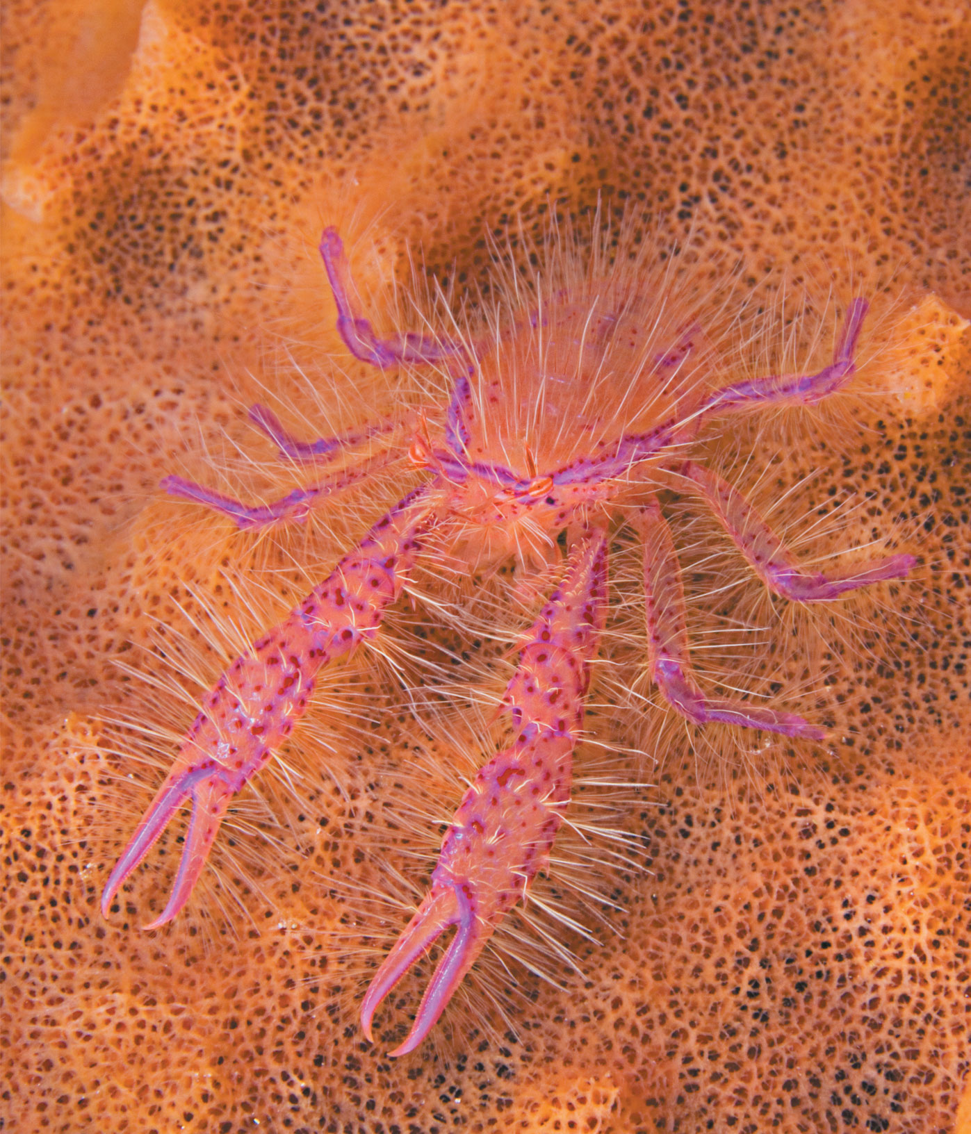 hairy pink squat lobster