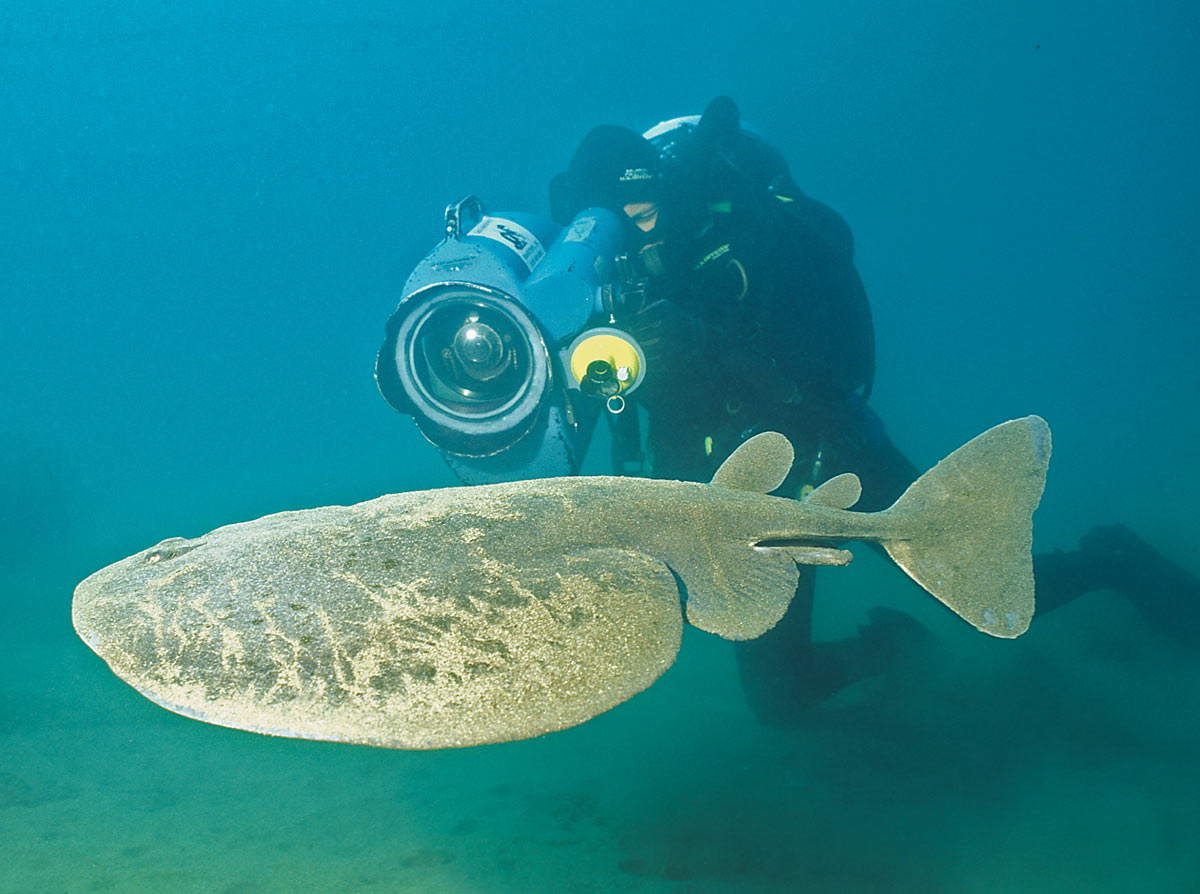 Living In The Middle Of Nowhere Creatures Of The Sand And Rubble Dive Training Magazine