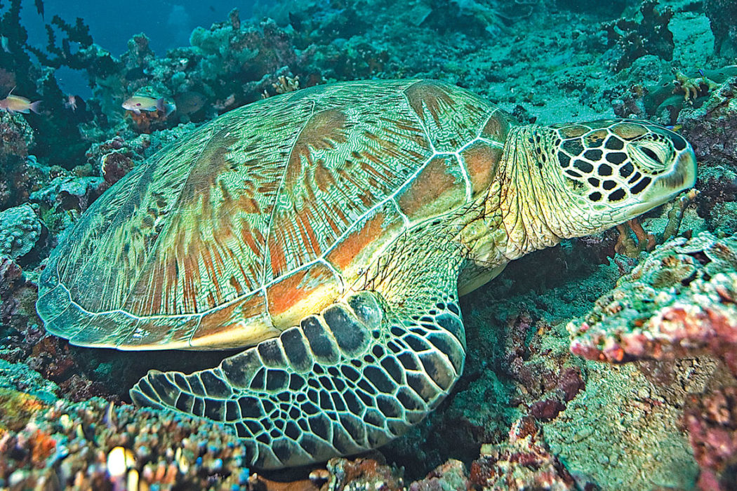 An Interesting Dive Buddy The Green Sea Turtle Dive Training Magazine Scuba Diving Skills