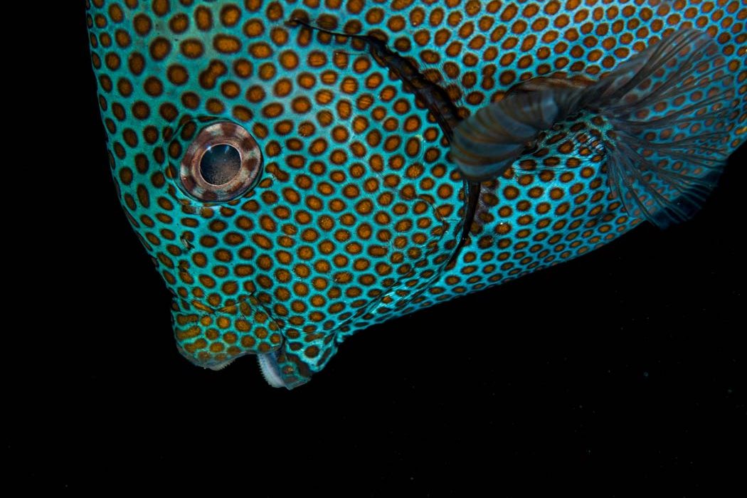 beautiful colorful coral reefs fish