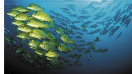 The Census Of Marine Life: How Scientists Intend To Count All The Fishes In  The Sea - Dive Training Magazine | Scuba Diving Skills, Gear, Education