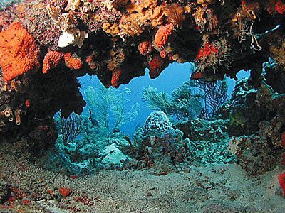 Scuba Diving | Lynns Reef