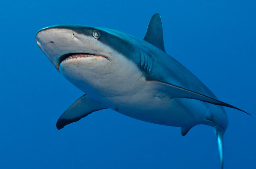 The Big Kahunas: Hawaii’s Sharks - Dive Training Magazine | Scuba ...