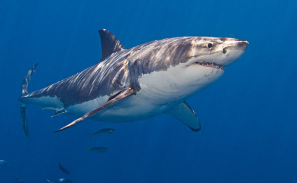 The Big Kahunas: Hawaii’s Sharks - Dive Training Magazine | Scuba ...