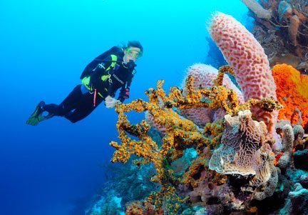 Desert Island Diving: Exploring The Island Of Bonaire - Dive Training  Magazine | Scuba Diving Skills