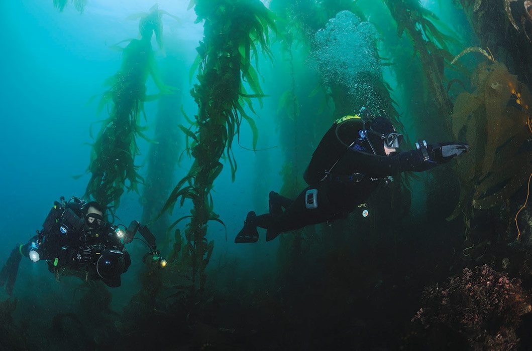 Kelp Diving: Photo by Joseph C. Dovala
