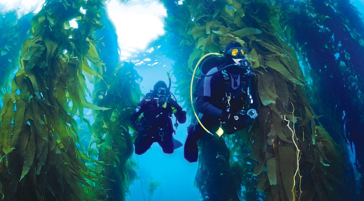 Swimming In The Forest A Kelp Diving How To Dive Training Magazine Scuba Diving Skills