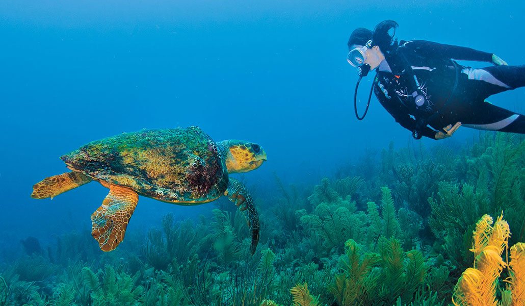 Belize sea turtle and a diver