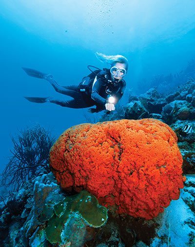Curaçao reef