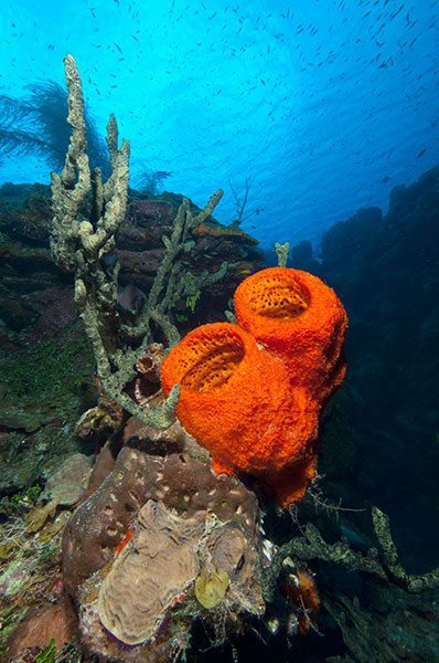 Little Cayman reef