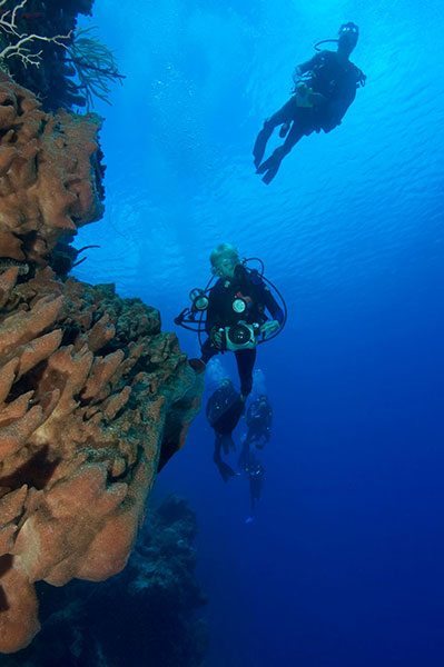 Little Cayman wall diving