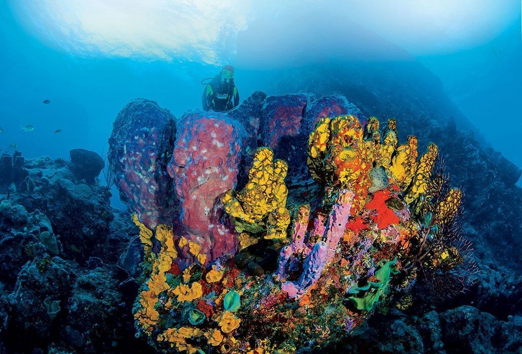 Scuba Diving | Saba reef