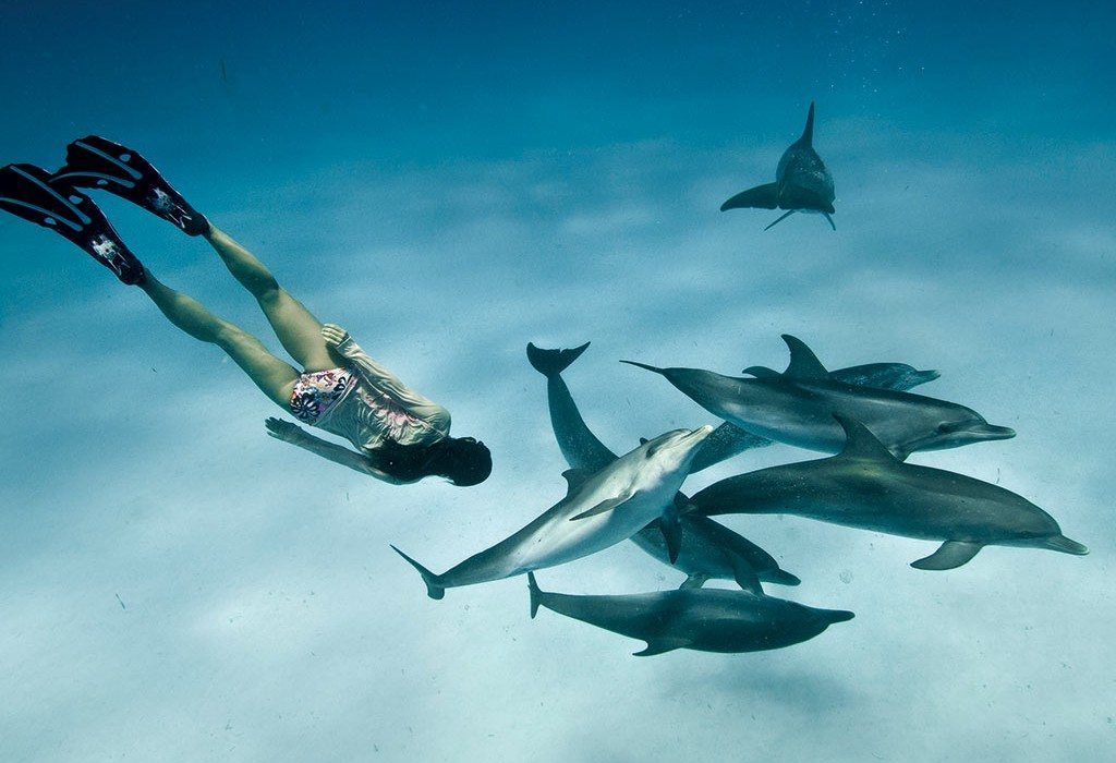 Scuba Diving | Snorkeler and dolphins