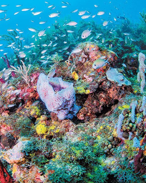 Grenada coral reef