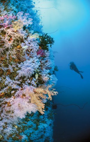 Diver at a Fiji coral reef