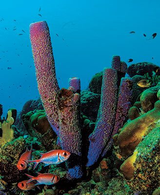 Bonaire tube sponges