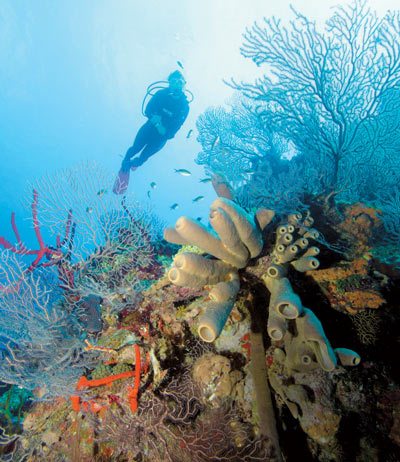 Grand Cayman Reef