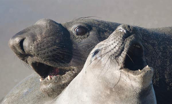 Pinnipeds: elephant seals