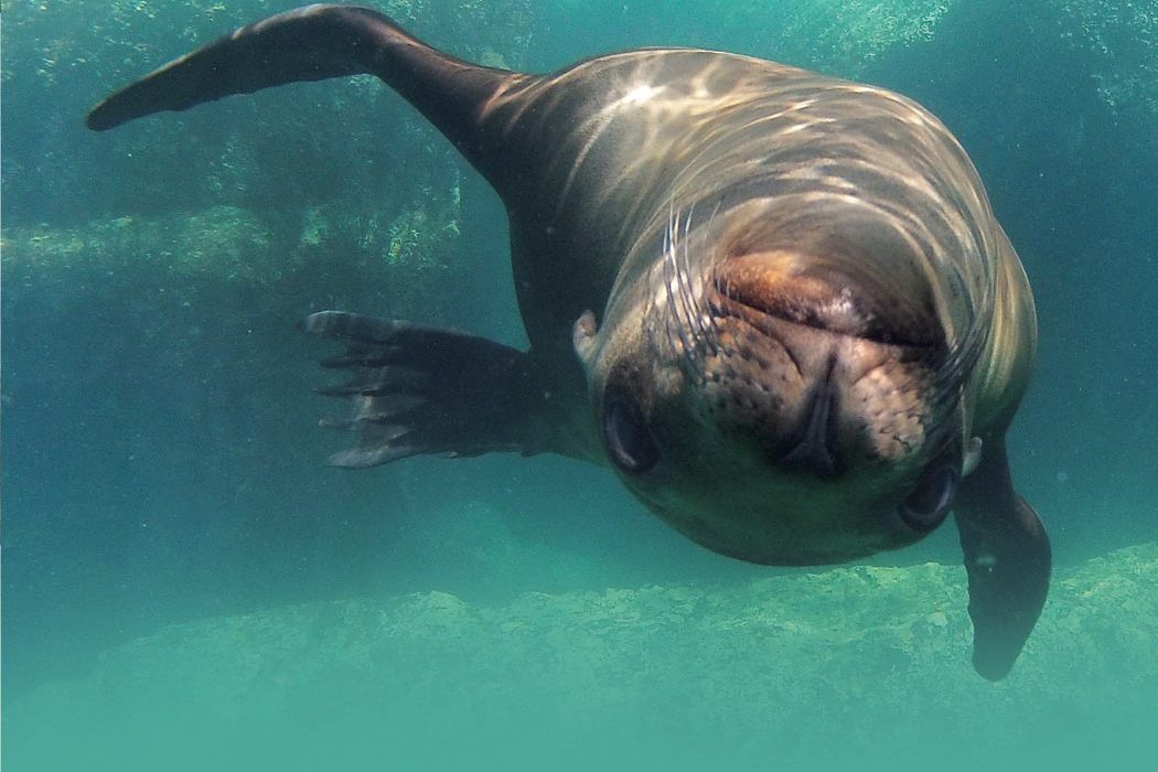 Divers Sea Lion Floating Fins U.S