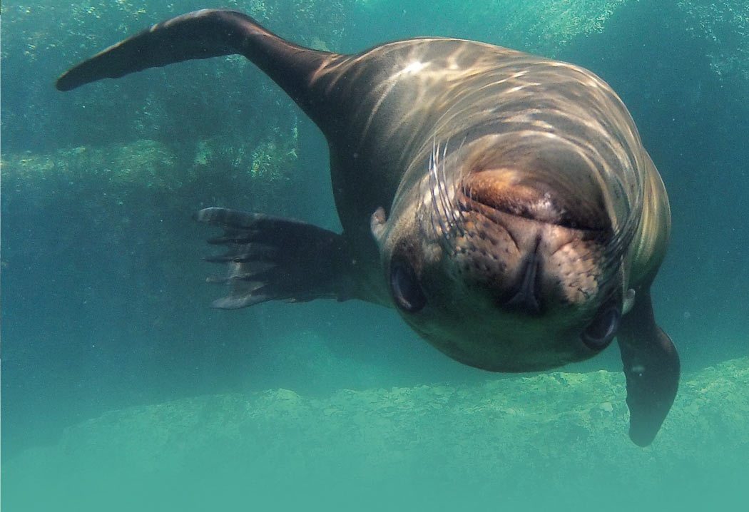 Get To Know Your Pinnipeds: All About Seals And Sea Lions - Dive Training  Magazine | Scuba Diving Skills, Gear, Education