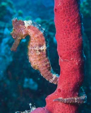 Seahorse and coral