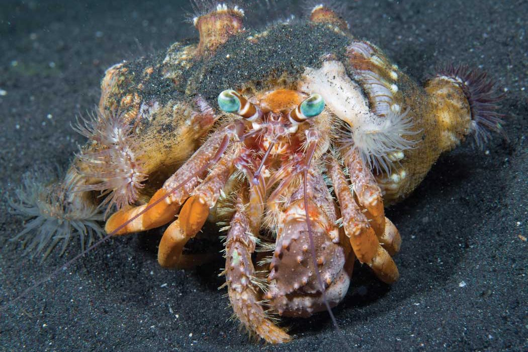 Arthropods - hermit crab | Scuba Diving