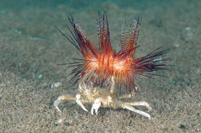 Crab urchin