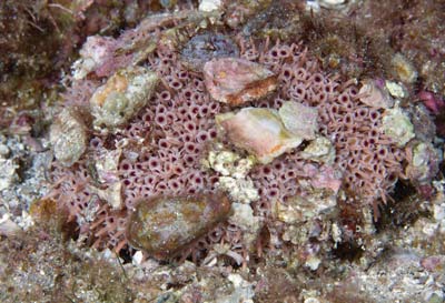 Flower sea urchins