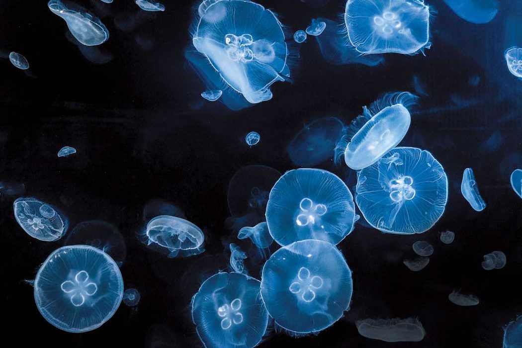Moon jellies